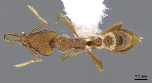 Strumigenys godeffroyi - CASENT0914798