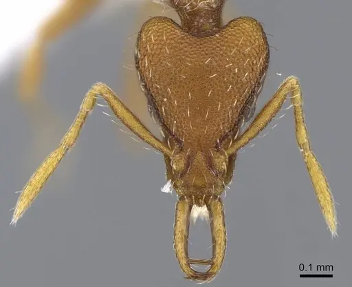 Strumigenys godeffroyi - CASENT0914798