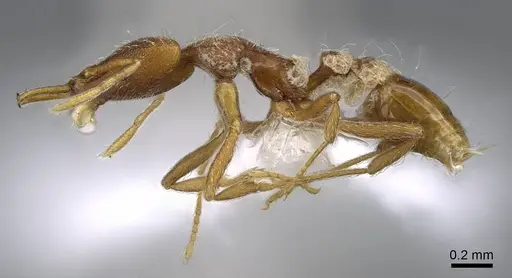 Strumigenys godeffroyi - CASENT0914798