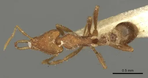 Strumigenys godeffroyi - CASENT0915692