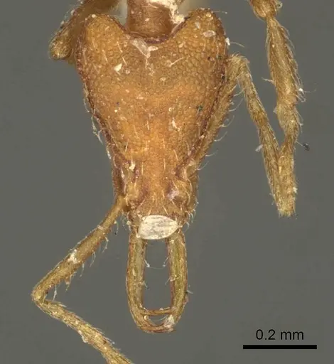 Strumigenys godeffroyi - CASENT0915692