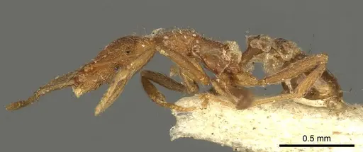 Strumigenys godeffroyi - CASENT0915692