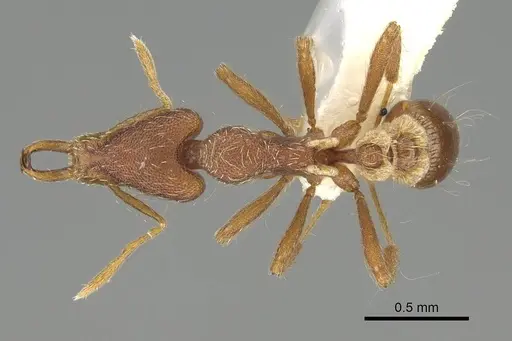 Strumigenys godeffroyi - CASENT0919901