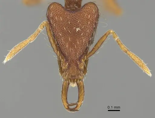 Strumigenys godeffroyi - CASENT0919901