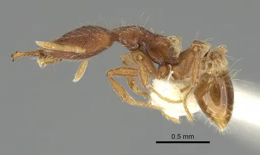 Strumigenys godeffroyi - CASENT0919901