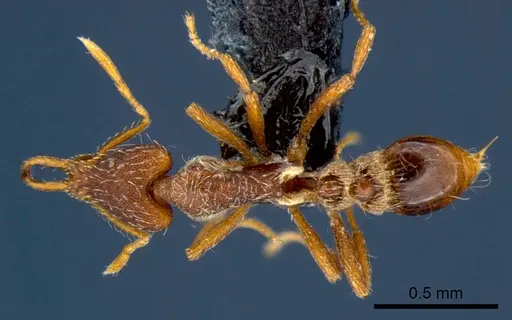 Strumigenys godeffroyi - CSIRONC0174