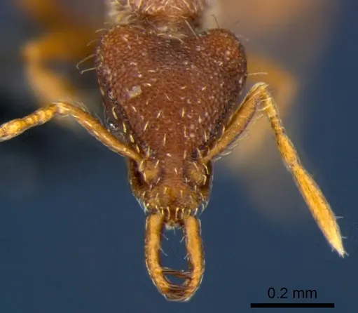 Strumigenys godeffroyi - CSIRONC0174