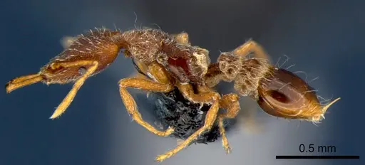 Strumigenys godeffroyi - CSIRONC0174