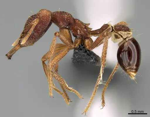 Strumigenys godmani specimen