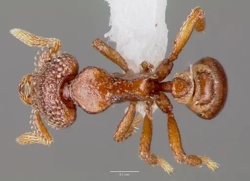 Strumigenys gorgon specimen