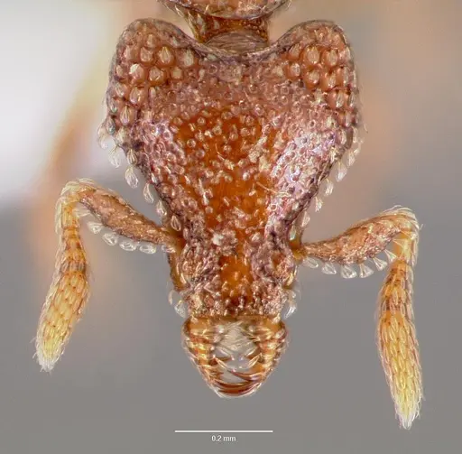 Strumigenys gorgon specimen