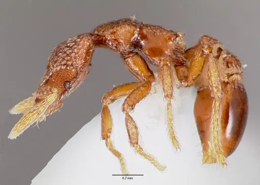 Strumigenys gorgon specimen