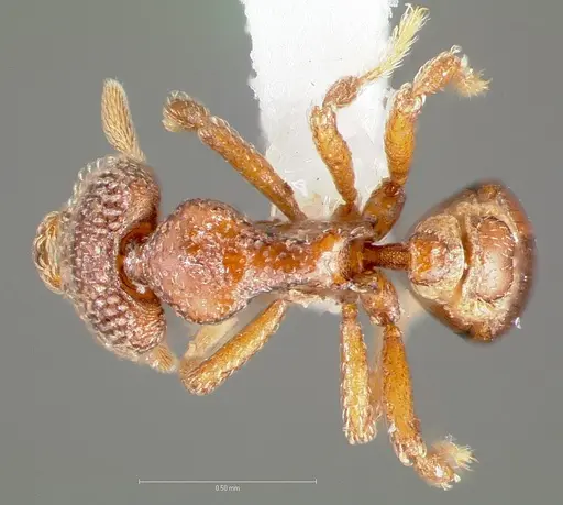 Strumigenys gorgon - CASENT0005549