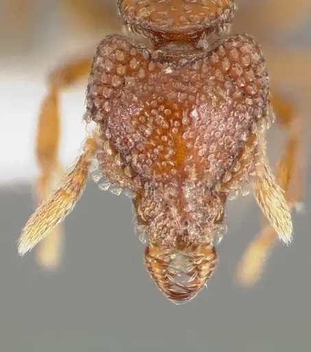 Strumigenys gorgon - CASENT0005549