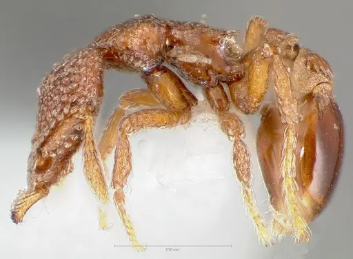 Strumigenys gorgon - CASENT0005549