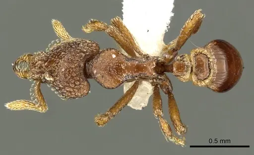 Strumigenys gorgon - CASENT0900692