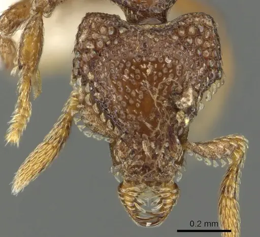 Strumigenys gorgon - CASENT0900692