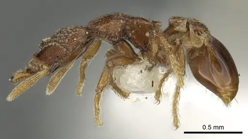 Strumigenys gorgon - CASENT0900692