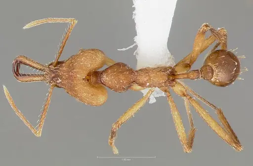 Strumigenys grandidieri specimen