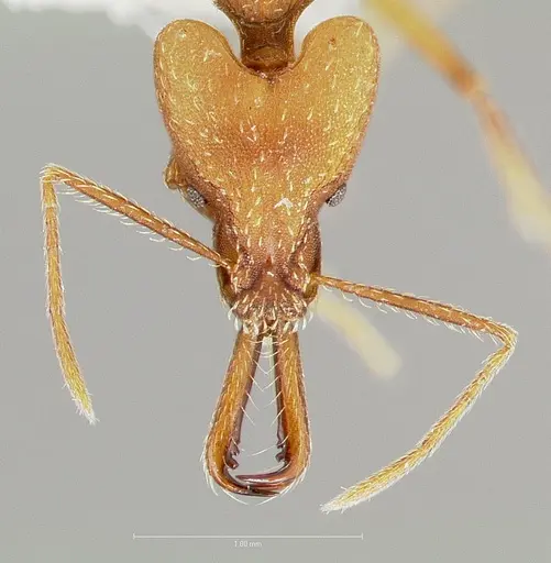 Strumigenys grandidieri specimen
