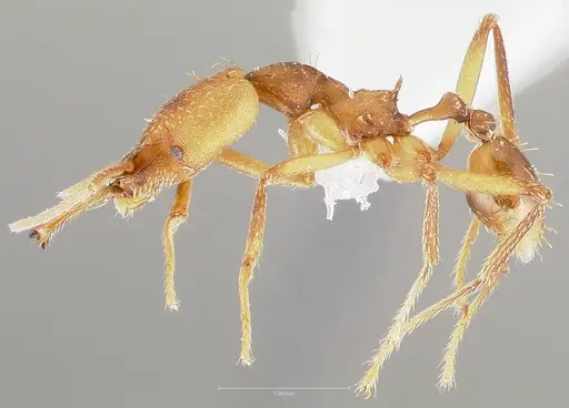 Strumigenys grandidieri specimen