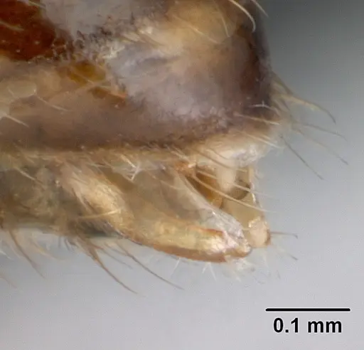 Strumigenys grandidieri - CASENT0068010