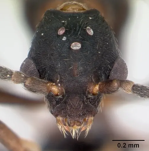 Strumigenys grandidieri - CASENT0068010