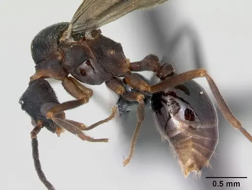 Strumigenys grandidieri - CASENT0068010