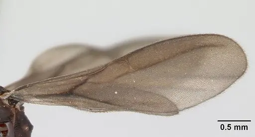 Strumigenys grandidieri - CASENT0068010