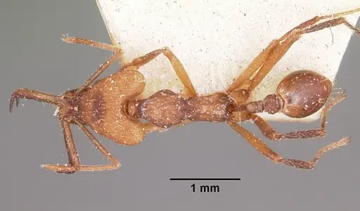 Strumigenys grandidieri - CASENT0101253