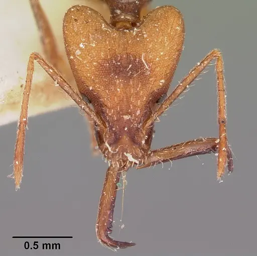 Strumigenys grandidieri - CASENT0101253