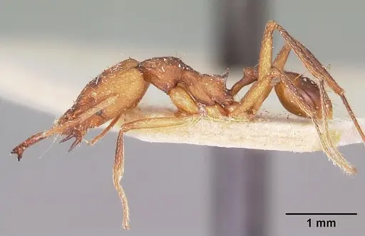 Strumigenys grandidieri - CASENT0101253