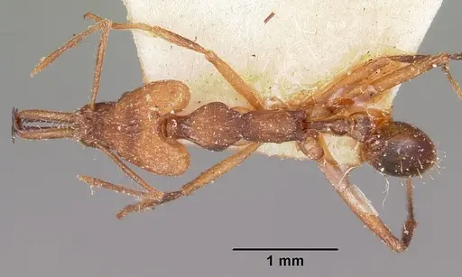 Strumigenys grandidieri - CASENT0101254