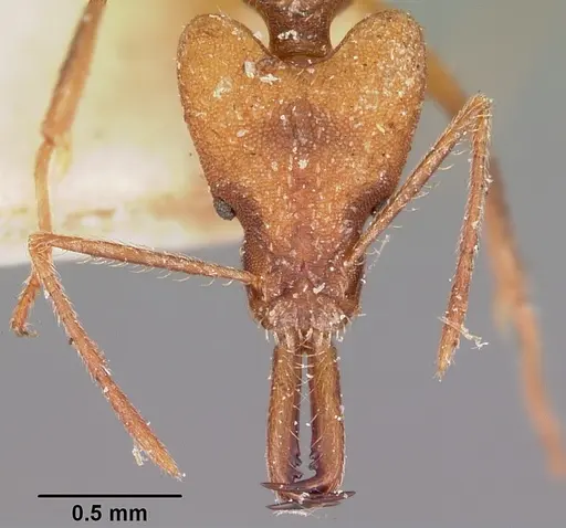 Strumigenys grandidieri - CASENT0101254