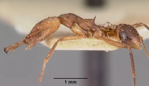 Strumigenys grandidieri - CASENT0101254