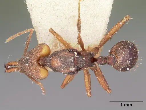 Strumigenys grandidieri - CASENT0101563