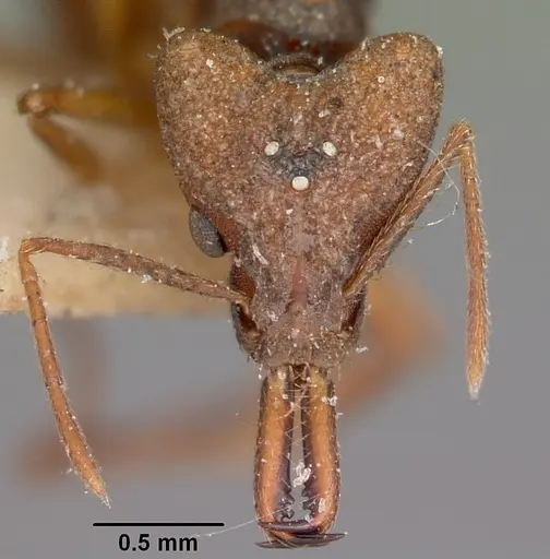 Strumigenys grandidieri - CASENT0101563