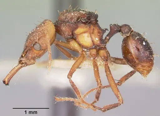 Strumigenys grandidieri - CASENT0101563