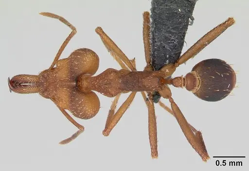 Strumigenys grandidieri - CASENT0173613