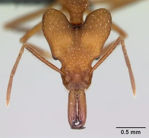 Strumigenys grandidieri - CASENT0173613