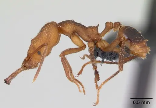 Strumigenys grandidieri - CASENT0173613