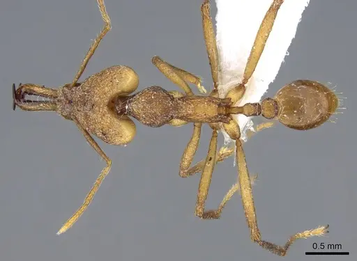 Strumigenys grandidieri - CASENT0914765