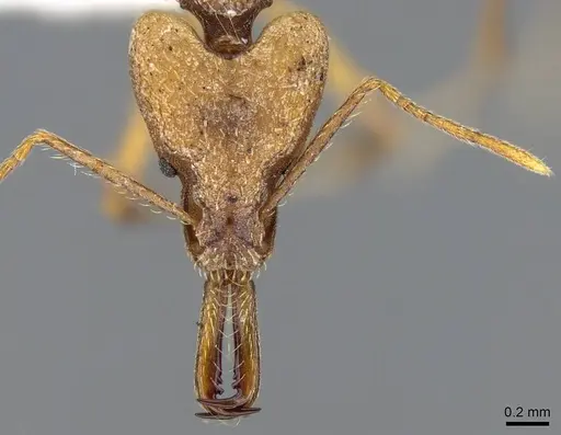 Strumigenys grandidieri - CASENT0914765