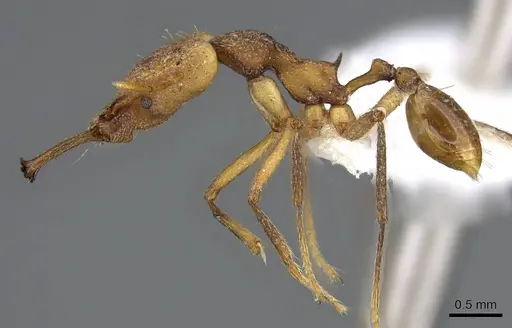 Strumigenys grandidieri - CASENT0914765