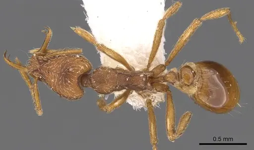 Strumigenys gryphon specimen