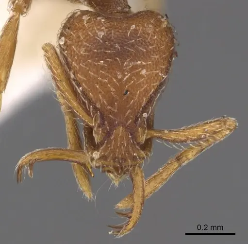 Strumigenys gryphon specimen