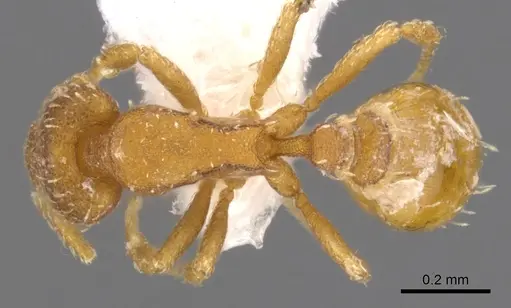 Strumigenys grytava specimen