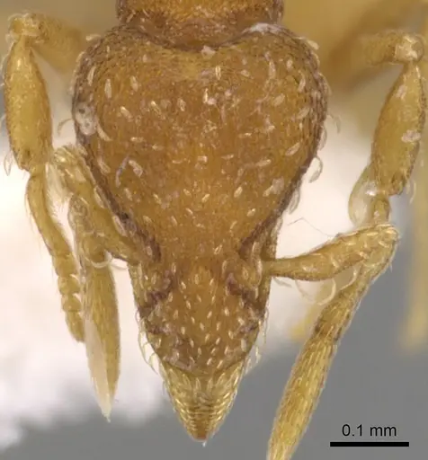 Strumigenys grytava specimen