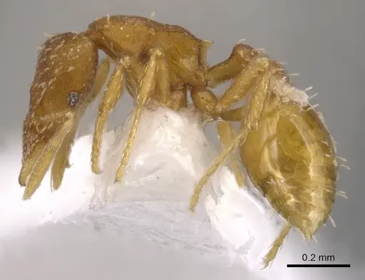 Strumigenys grytava specimen