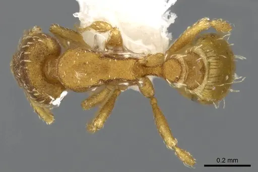 Strumigenys grytava - CASENT0914591